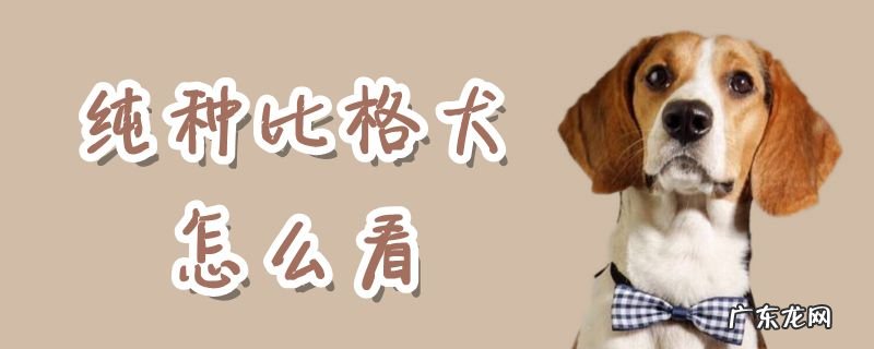 比格犬怎么看纯不纯 纯种比格犬怎么看
