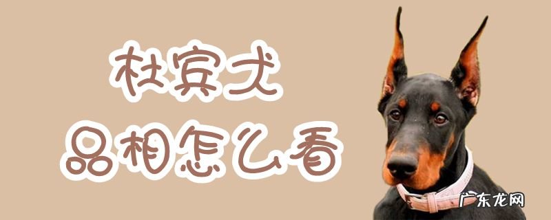 如何挑选杜宾幼犬图解 杜宾犬品相怎么看