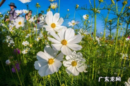 波斯菊的寓意 波斯菊的花语及传说
