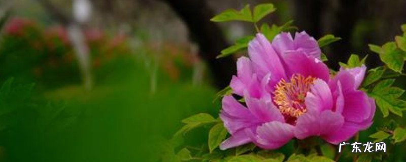 牡丹的养植方法 草牡丹的养殖方法和注意事项