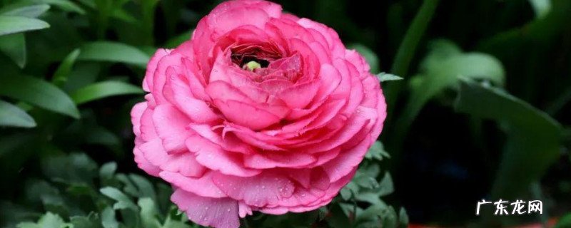 洋牡丹怎么养久一点 洋牡丹是深水养还是浅水养