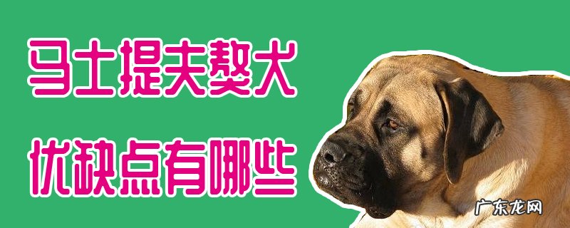 马士提夫獒犬价格 马士提夫獒犬优缺点有哪些