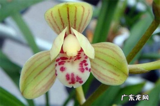 建兰八大名品是什么 建兰八大名品