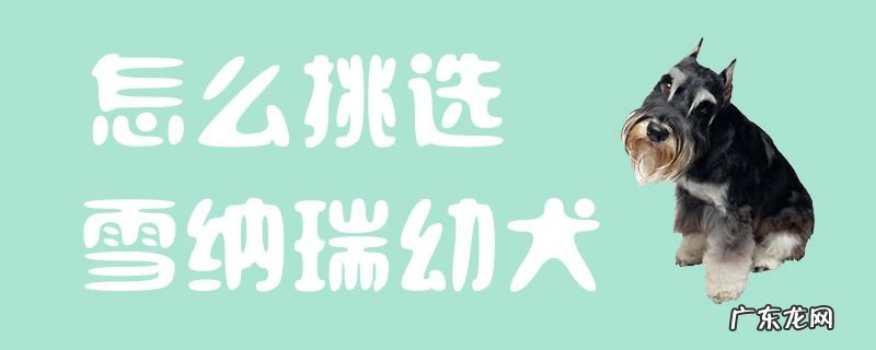 品相好的雪纳瑞图解 怎么挑选雪纳瑞幼犬