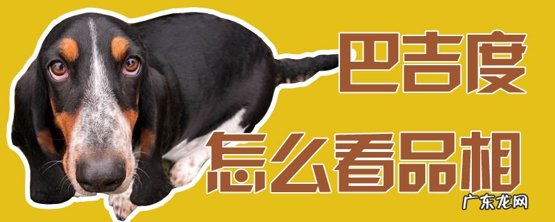 巴吉度犬多少钱一只 巴吉度怎么看品相