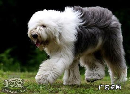 英国古代牧羊犬好养吗 英国古代牧羊犬性格好不好