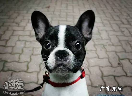 法国斗牛犬的优缺点 法国斗牛犬怎么看纯不纯