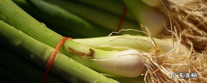 怎样用水养葱 水养葱的正确方法