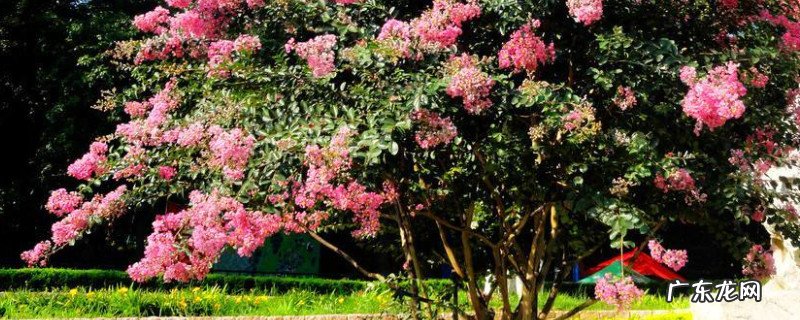 紫薇什么时候扦插最好 紫薇扦插时间和方法