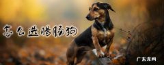 腊肠狗价格 怎么选腊肠狗
