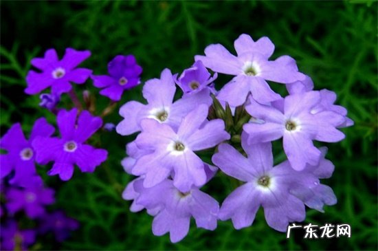 美女樱怎么种 细叶美女樱的繁殖方法