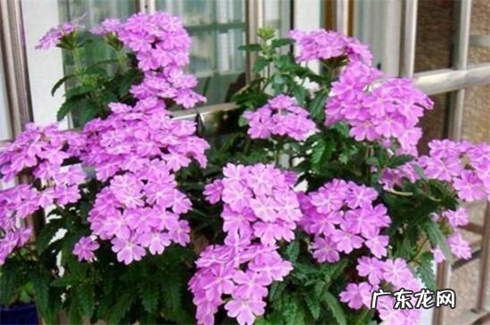 细叶美女樱是多年生吗 细叶美女樱的花期