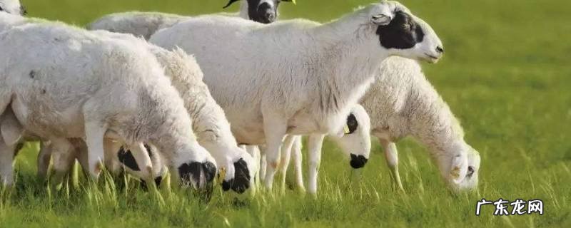 食草动物有哪些,食肉动物和食草动物有哪些