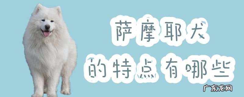 萨摩耶犬的外形特点 萨摩耶犬的特点有哪些