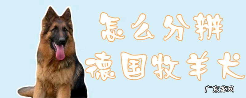 德牧幼犬尾巴上翘是不是不纯 怎么分辨德国牧羊犬