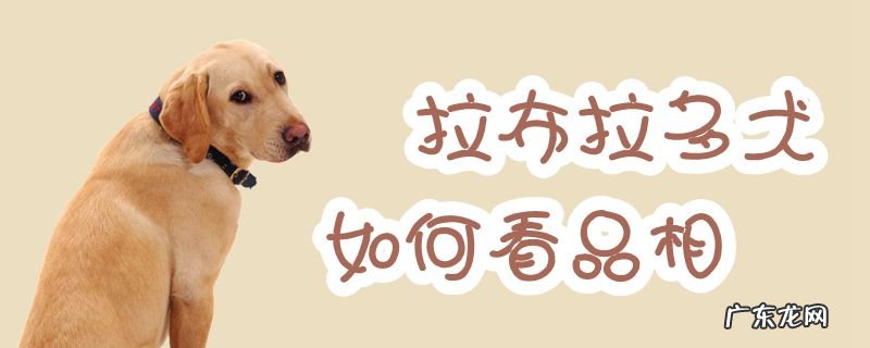 拉布拉多有多少个品种 拉布拉多犬如何看品相