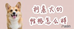 柯基犬的优缺点及性格 柯基犬的性格怎么样