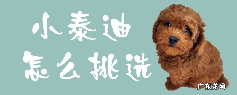 怎么挑选泰迪幼犬品相 小泰迪怎么挑选