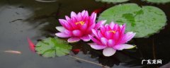 睡莲的种植方法和注意事项 睡莲怎么种植方法 家养