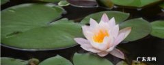 睡莲无土种植方法 睡莲可以无土栽培吗