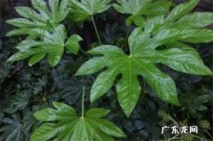 八角金盘长高了怎么修剪 八角金盘怎么修剪