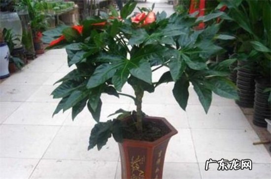 八角金盘长什么样 八角金盘的风水作用