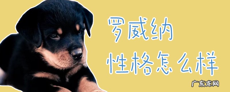 罗威纳致命缺点 罗威纳性格怎么样