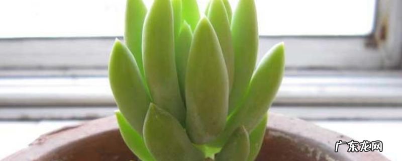 翡翠景天开花图片 翡翠景天怎么繁殖