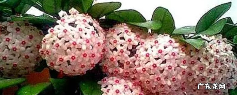 球兰一年开几次花老红色的我讲讲一年开多少花老红色 球兰一年开几次花