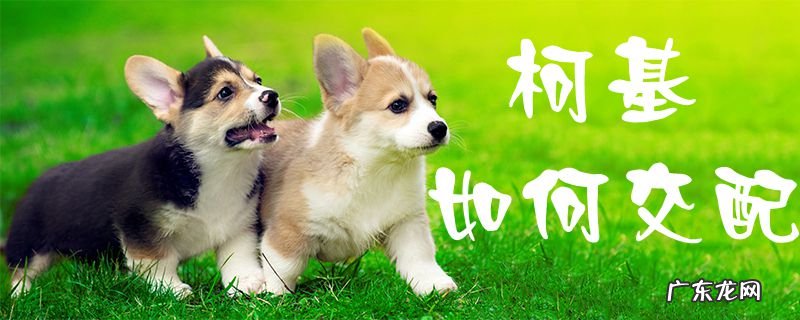 公柯基可以配几次 柯基如何交配