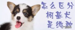 柯基犬怎么看纯不纯 怎么区分柯基犬是纯种