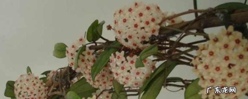 球兰为什么会消苞 球兰掉花蕾是什么原因