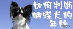 蝴蝶犬一个月的样子 如何判断蝴蝶犬的年龄