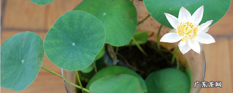 碗莲种植多久开花 碗莲怎么养才能开花