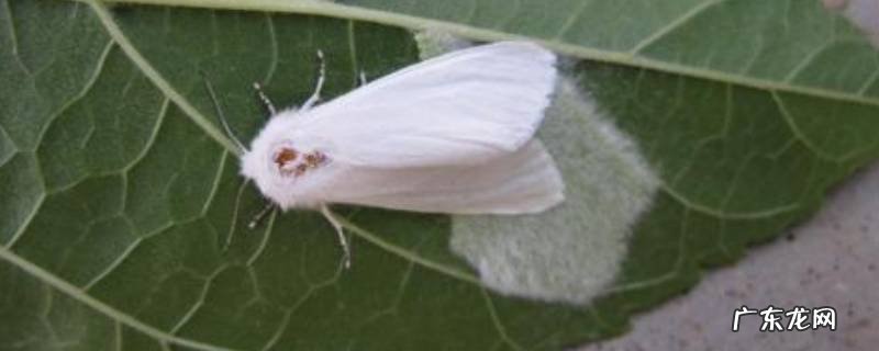 美国白蛾原产于哪里,美国白蛾长什么样