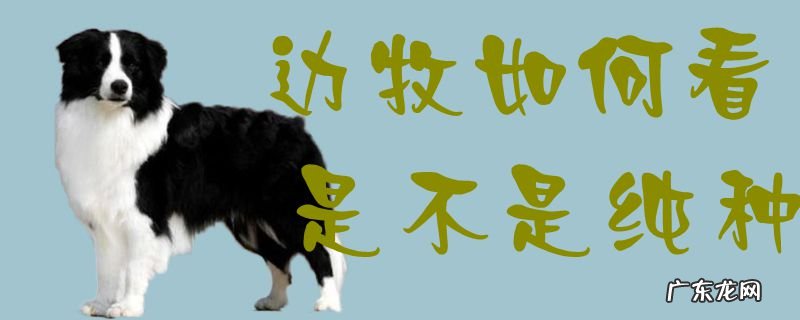 边牧犬多少钱一只 边牧如何看是不是纯种