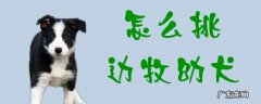 土狗和边牧杂交幼犬图 怎么挑边牧幼犬