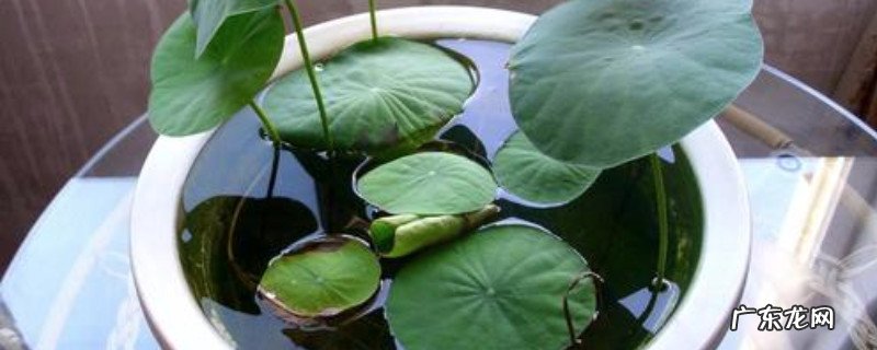 碗莲的叶子发黑了,是怎么回事 碗莲叶子发黑腐烂的原因以及解决方法
