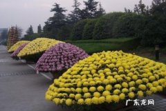 大滨菊怎么养 大立菊怎么养