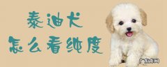 泰迪狗怎么看是否纯种 泰迪犬怎么看纯度