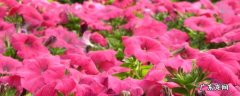 矮牵牛花种子怎么种植 矮牵牛花种子怎么种