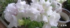 重瓣矮牵牛开花后怎么修剪 重瓣矮牵牛怎么打顶