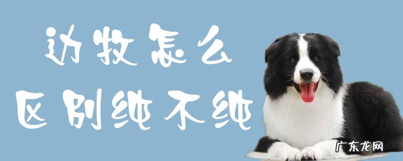 混血边牧和纯种边牧有区别吗 边牧怎么区别纯不纯