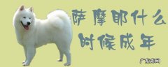 萨摩耶开始懂事的表现 萨摩耶什么时候成年