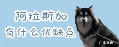 萨摩耶优缺点 阿拉斯加有什么优缺点