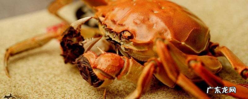 螃蟹放生到河里会淹死吗,螃蟹能放生到河里吗