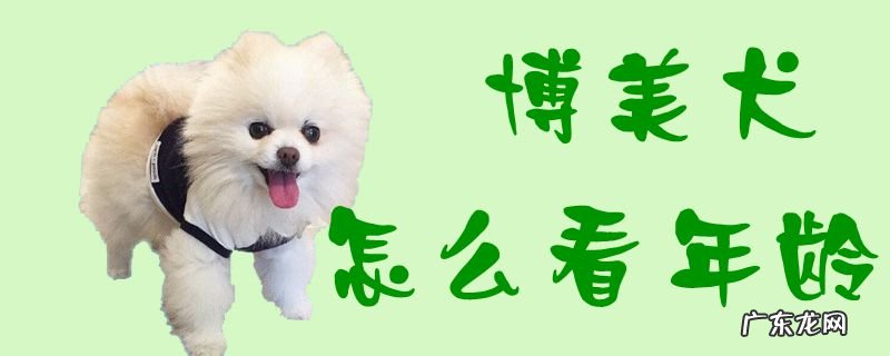 养博美的禁忌 博美犬怎么看年龄