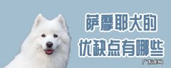 萨摩耶犬六大缺点 萨摩耶犬的优缺点有哪些