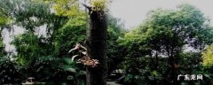 樟树苗图片 樟树种子怎么育苗