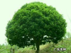 香樟树的作文800字 香樟树的作文